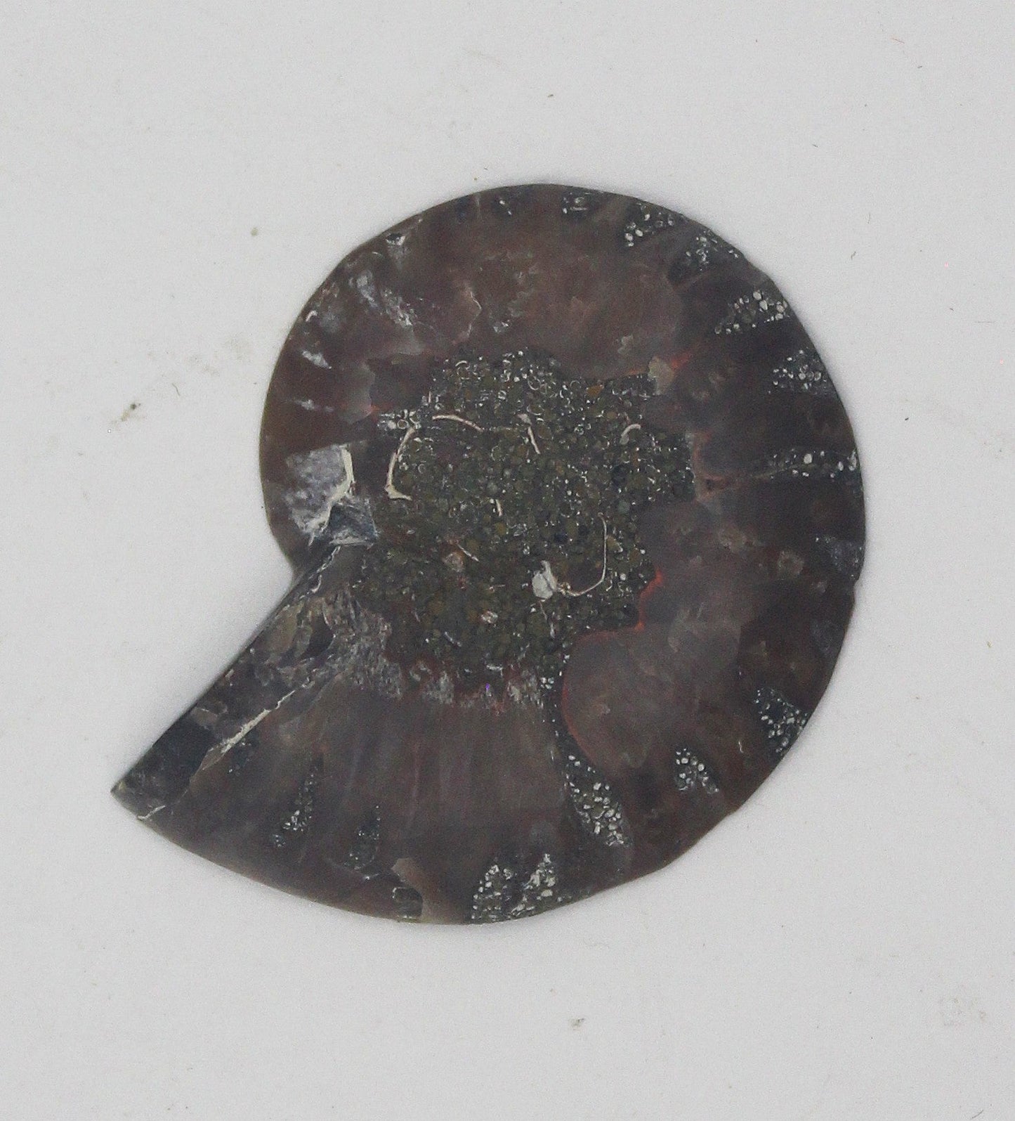 Ammonite