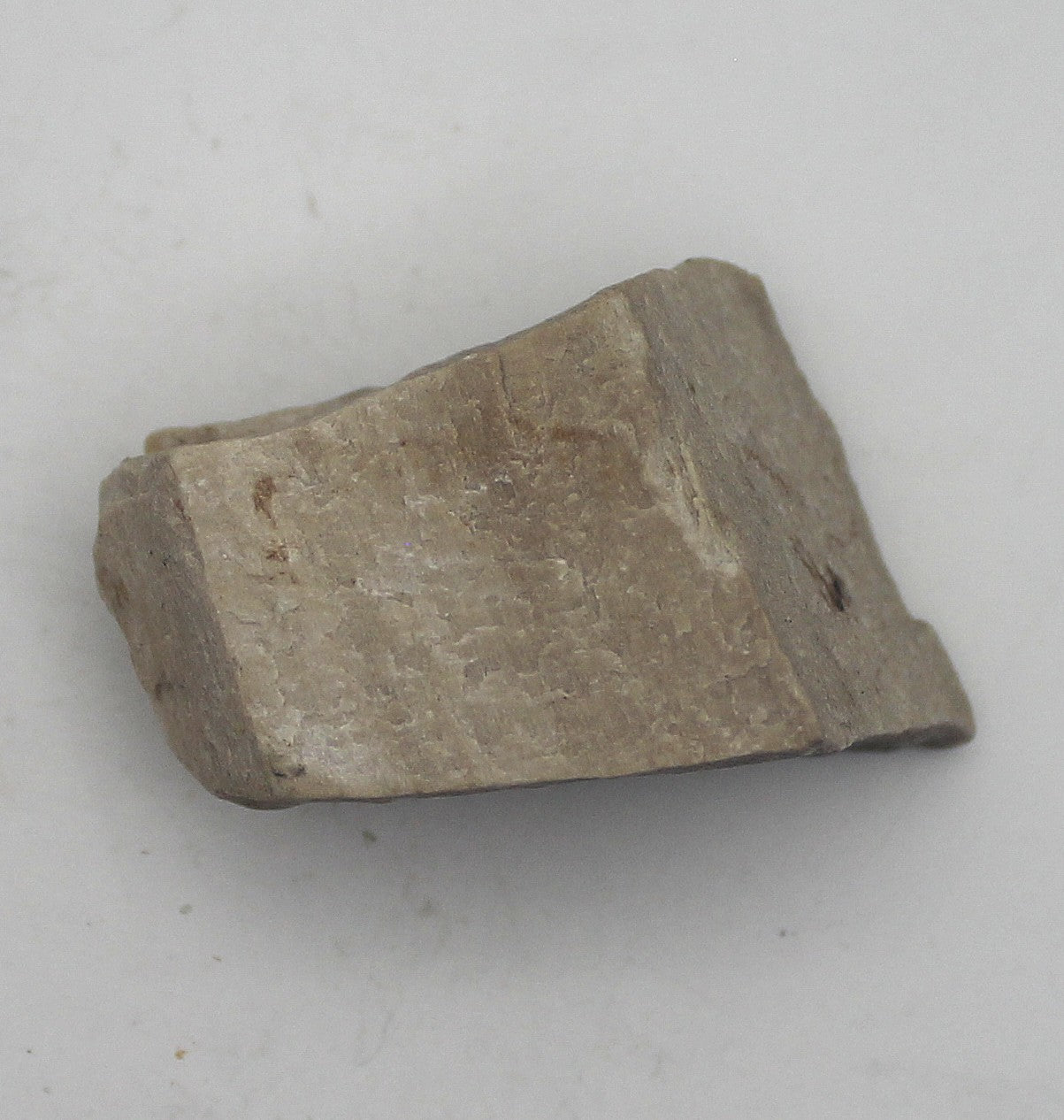 Raw Petrified Wood