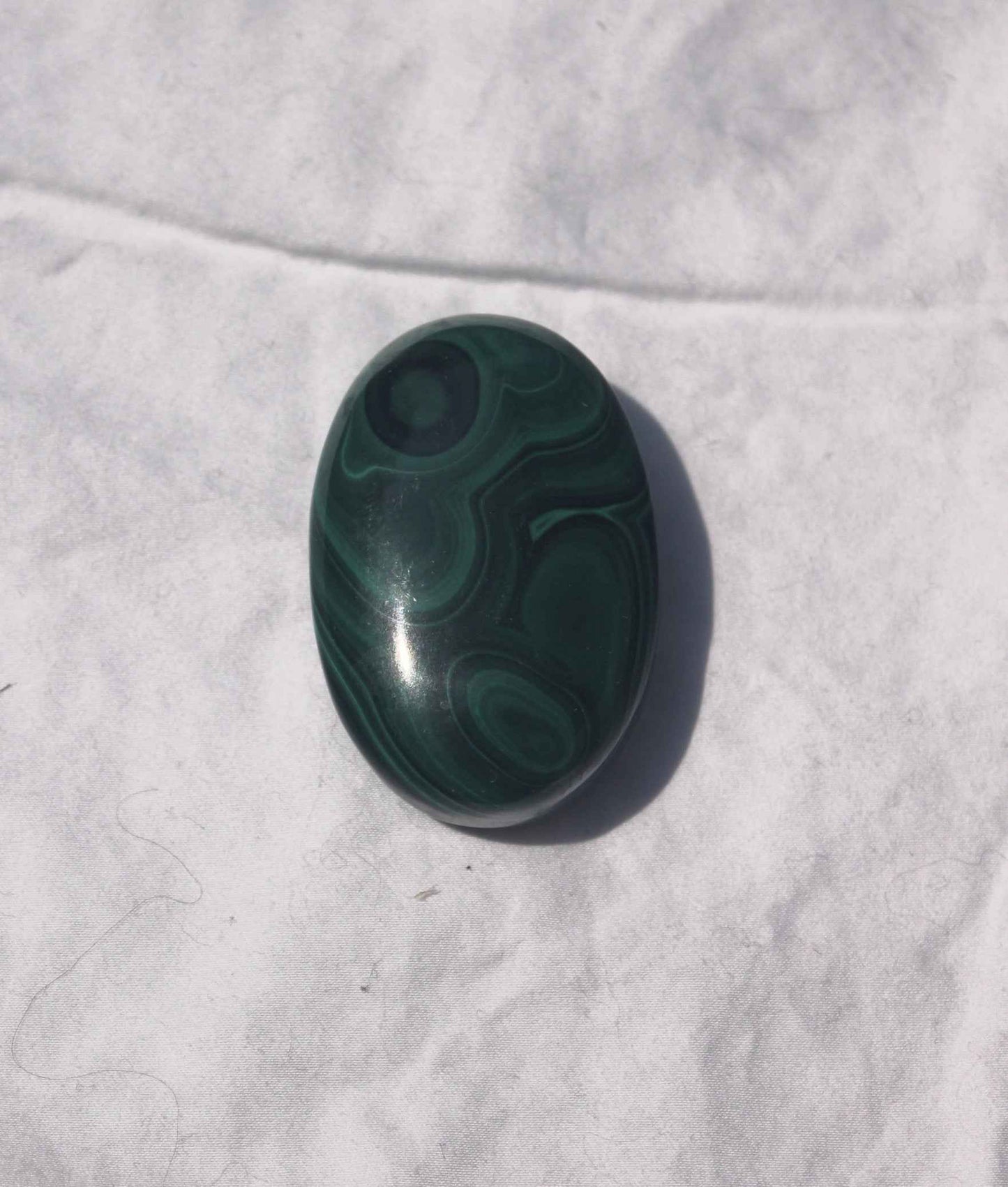 Malachite Palm
