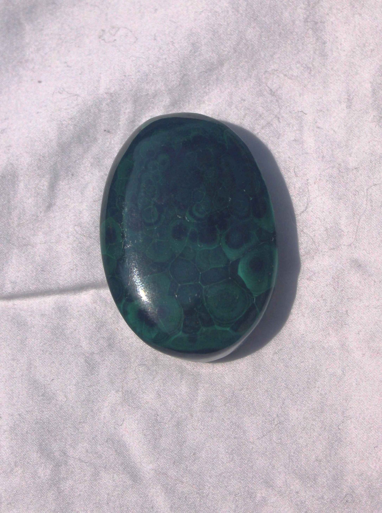 Malachite Palm