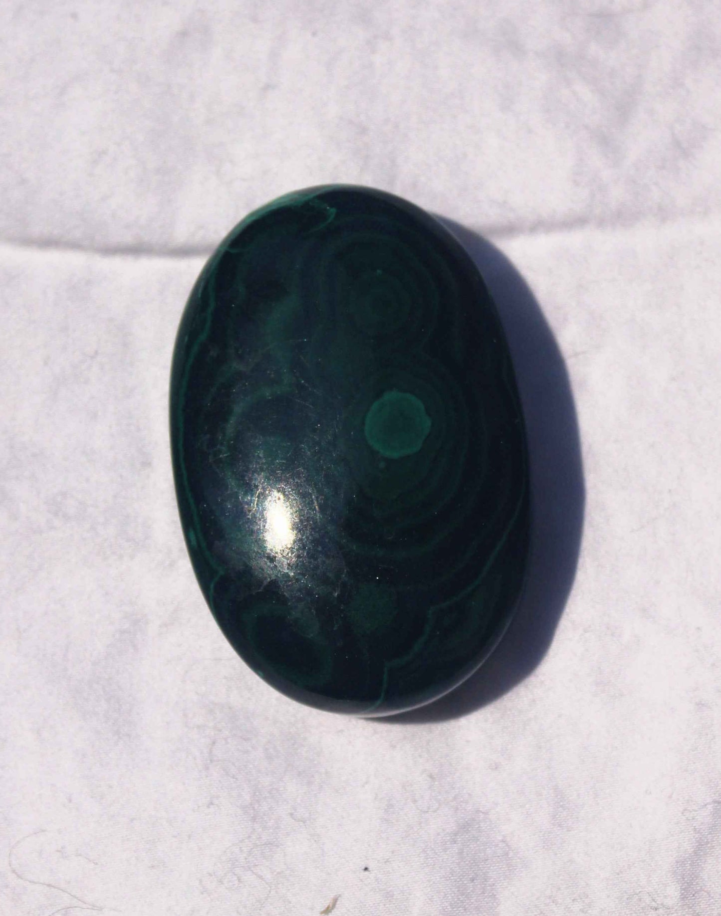 Malachite Palm