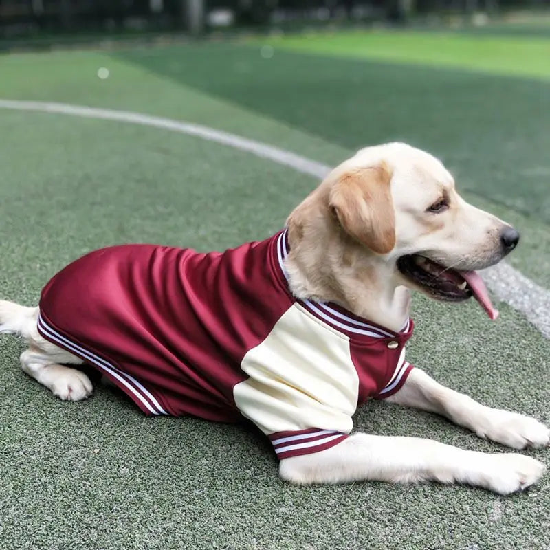 Big Dog Baseball Suit